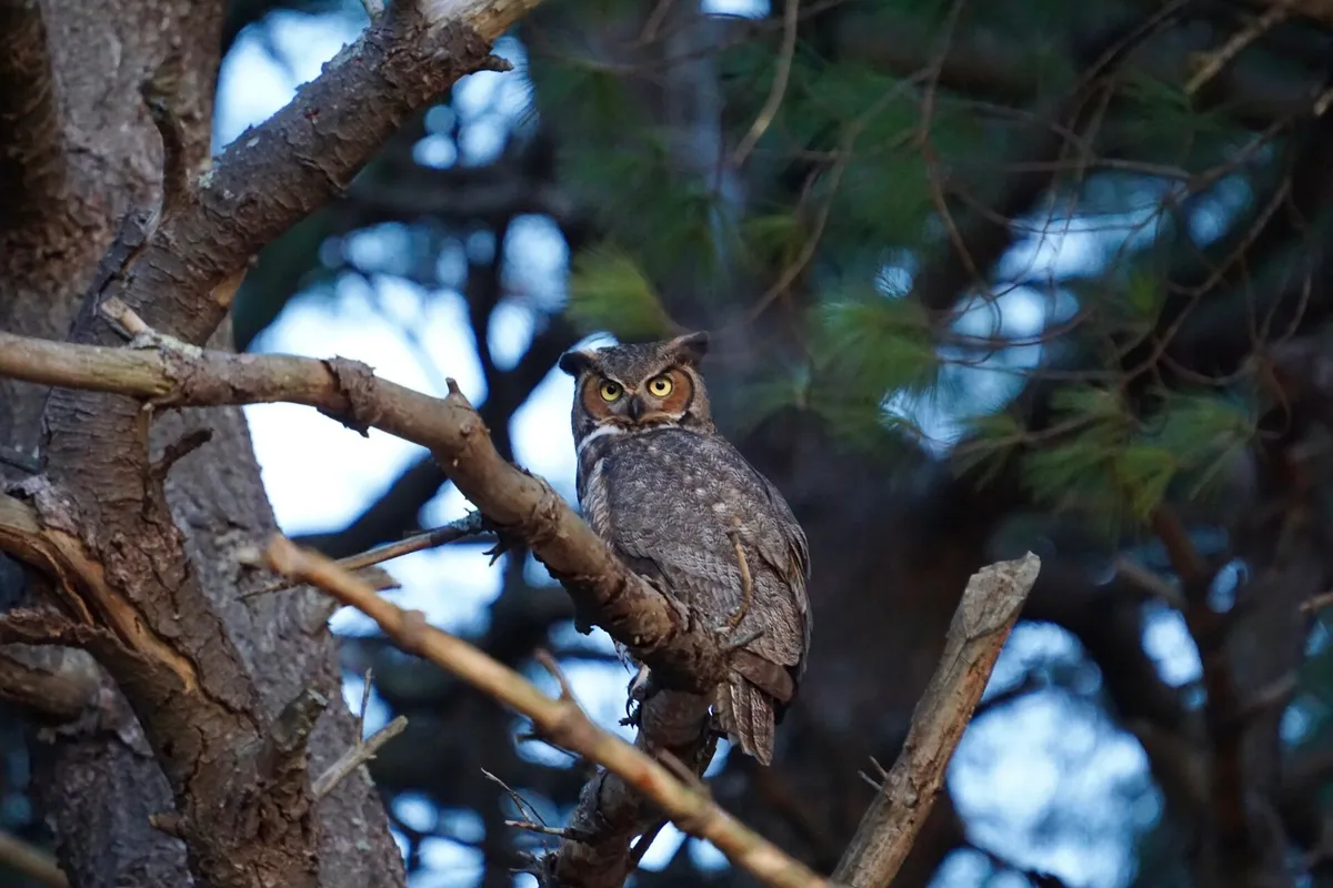 Family Owl Prowl at Daniel Webster Wildlife Sanctuary — official source image