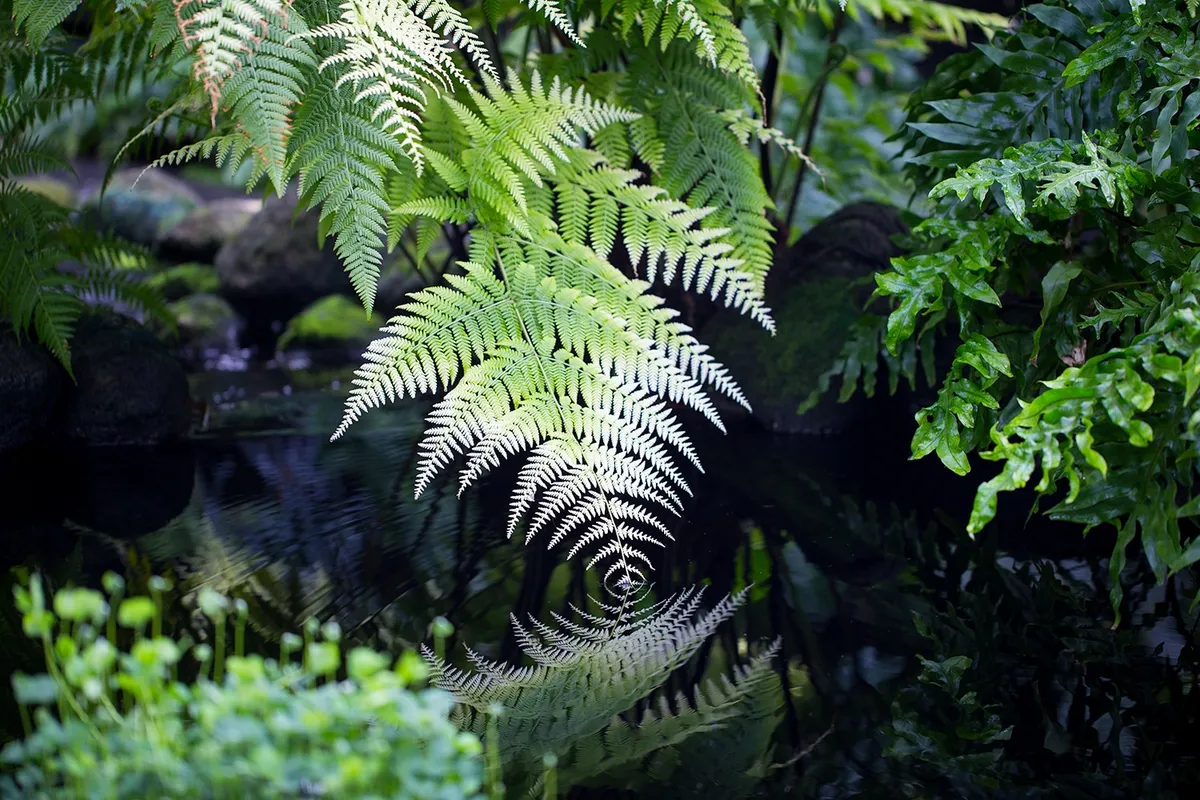 Family Photo Hours at Como's Marjorie McNeely Conservatory — official source image
