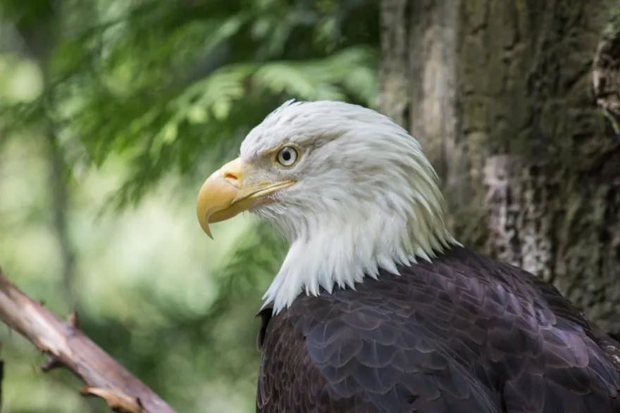 Veterans Day Free Admission at the Oregon Zoo — official source image