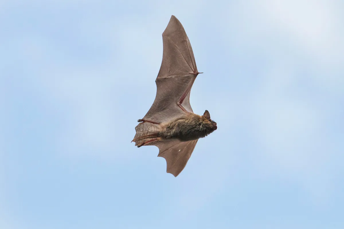Beyond Spooky: Discover Why Bats Are Cool and Important — official source image