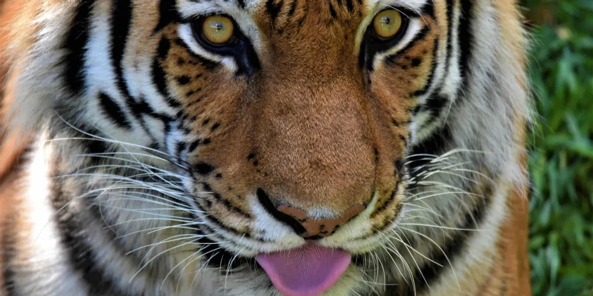 Como Park Zoo & Conservatory — official source image