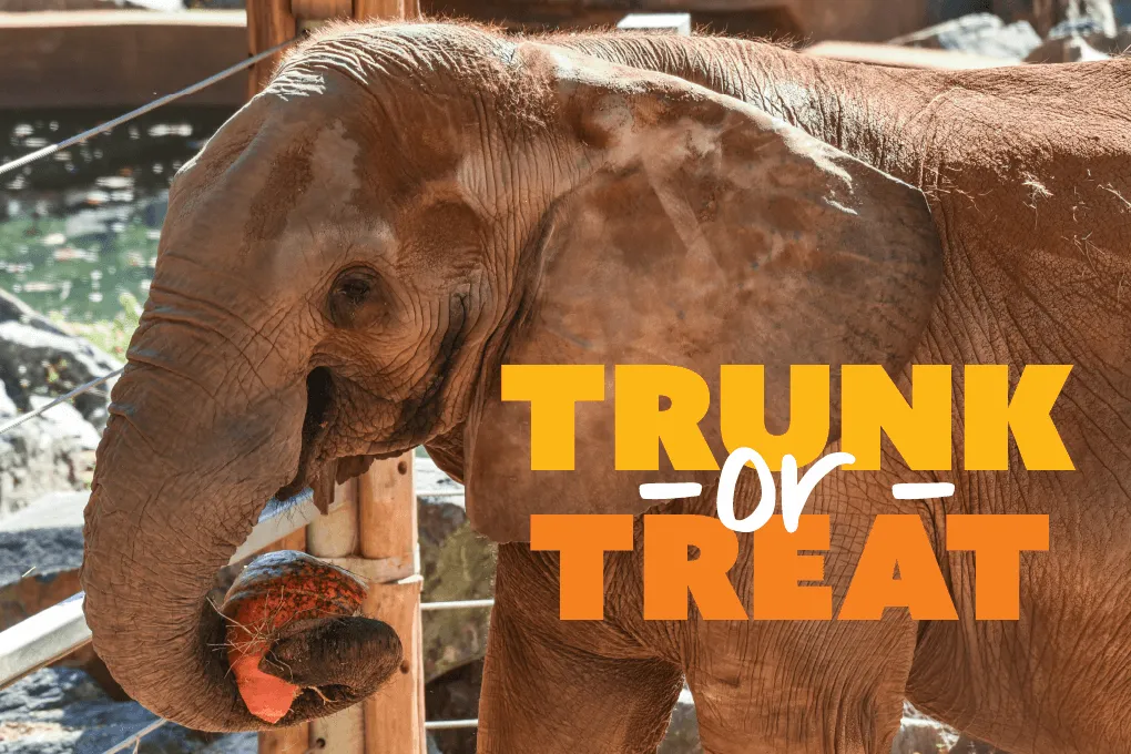 Trunk or Treat at the Maryland Zoo — official source image