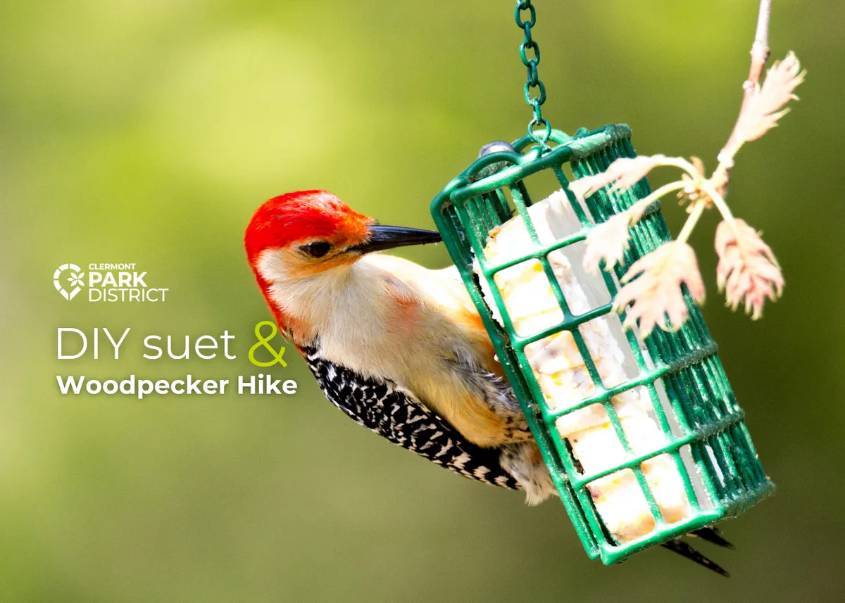 DIY Suet and Evening Bird Hike — official source image