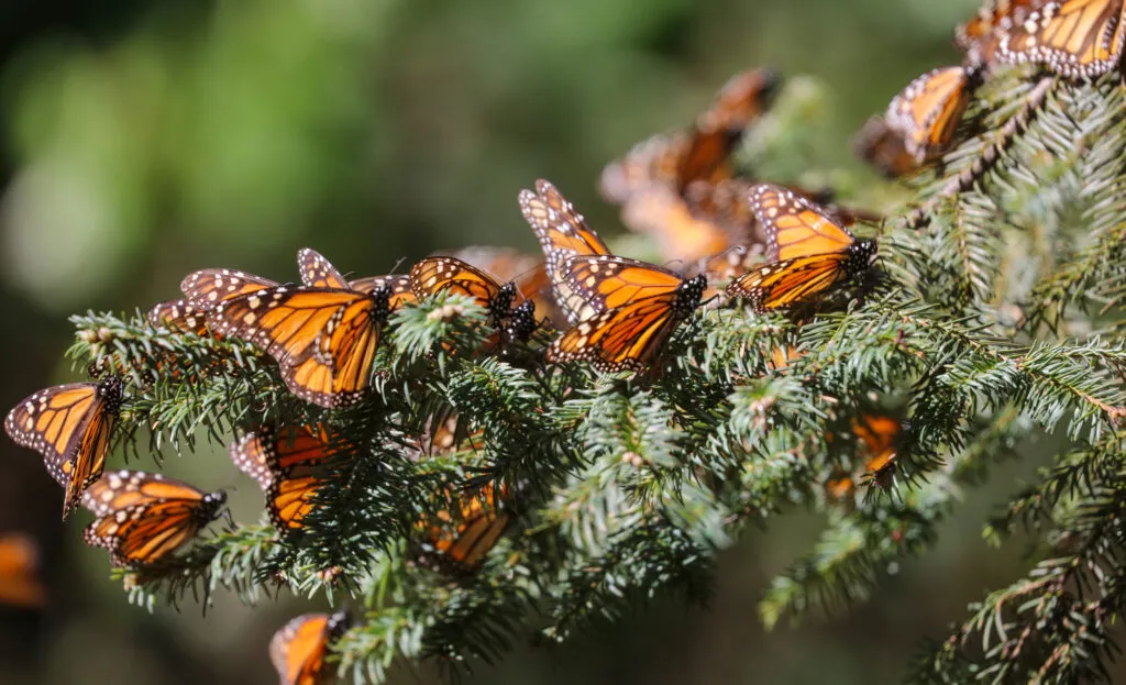 Monarch Magic at Butterfly Pavilion — official source image