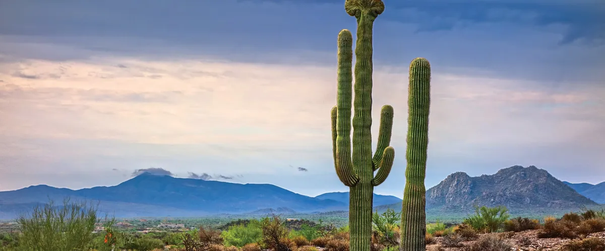 Discovery Station: Animal Ambassadors — San Tan Nature Center — venue image