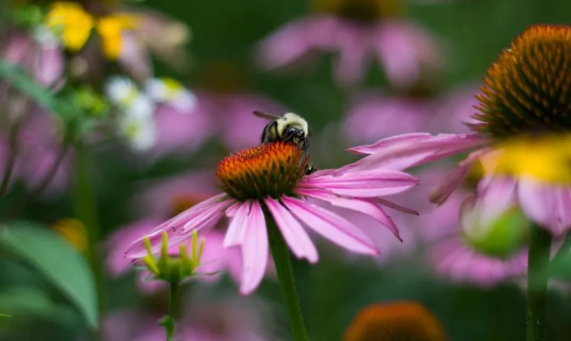 Gardening with Native Plants at the Dobbs Ferry Public Library (for adults) — official source image