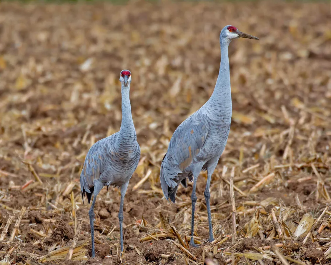 Nature Play Day: Sandhill Cranes — official source image