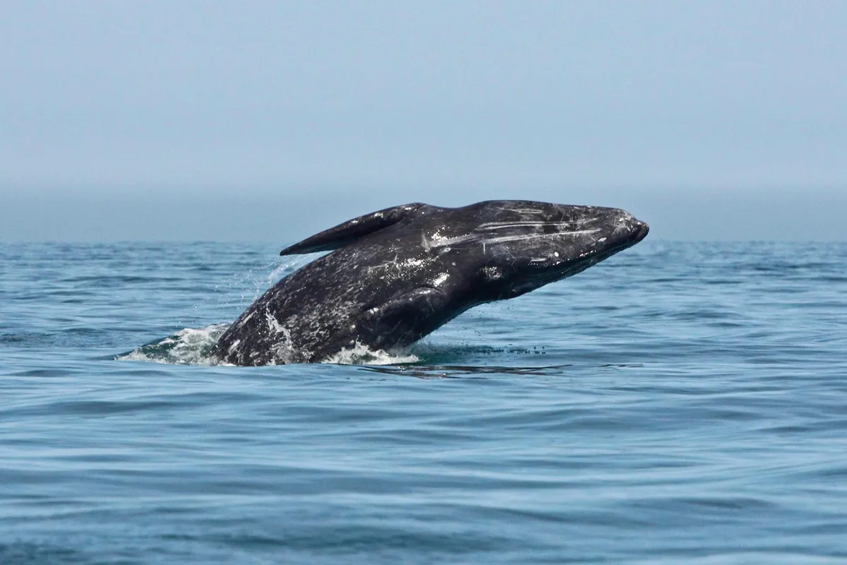 Flagship Gray Whale Watching Cruises — official source image