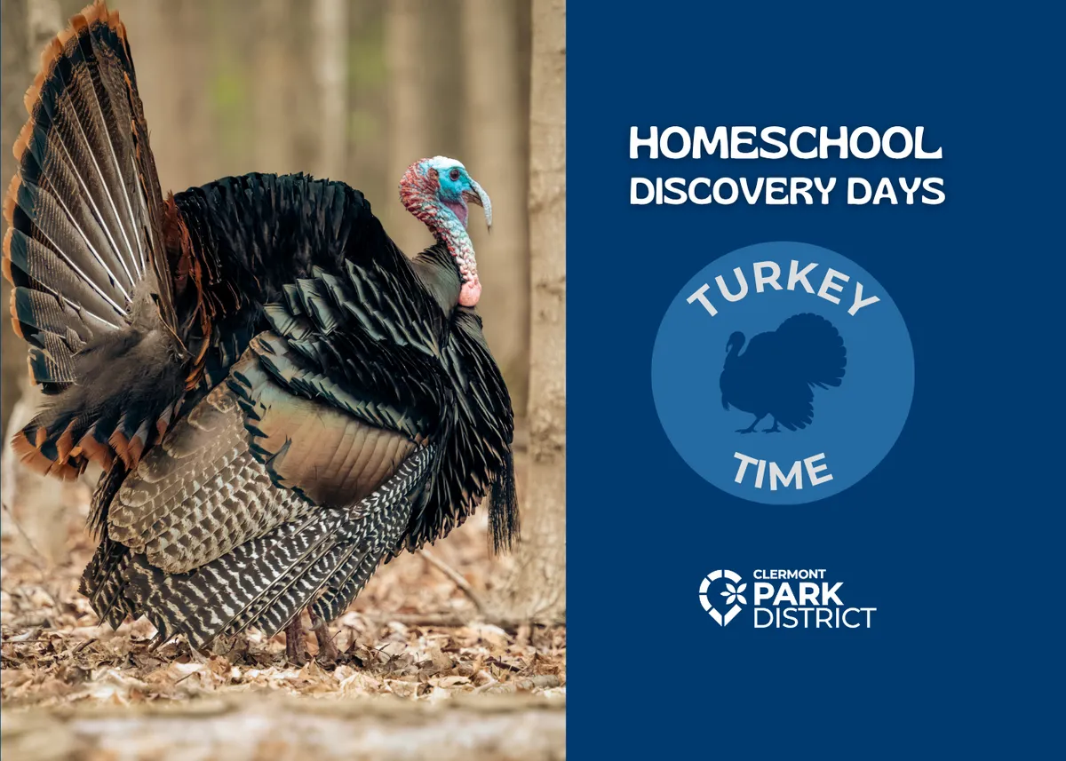 Homeschool Discovery Days: Turkey Time — official source image