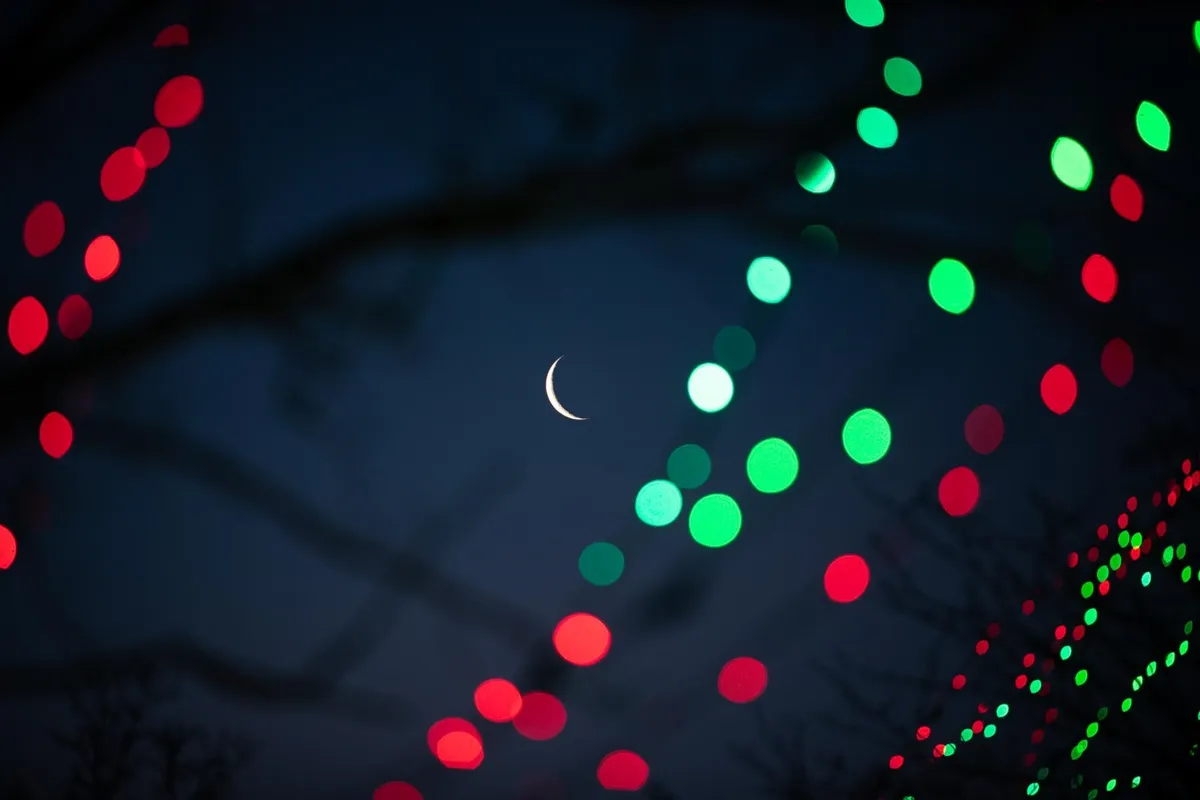 Wildlights 2026 — official source image
