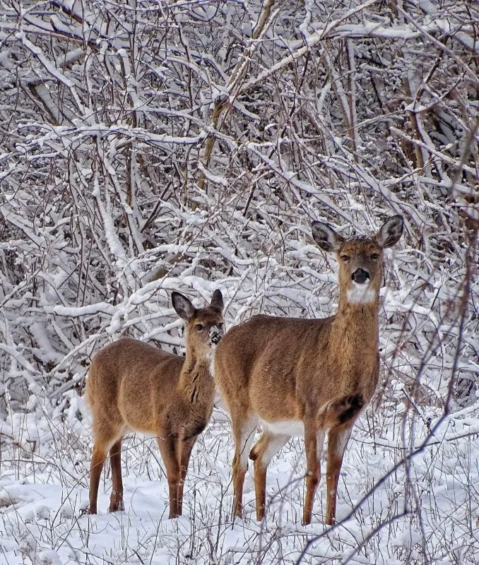 CraneExplorer: Family Winter Wildlife Walk at Crane Beach — official source image
