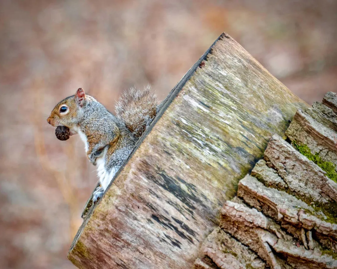 Feeling Squirrely Hike at Four Rivers — official source image