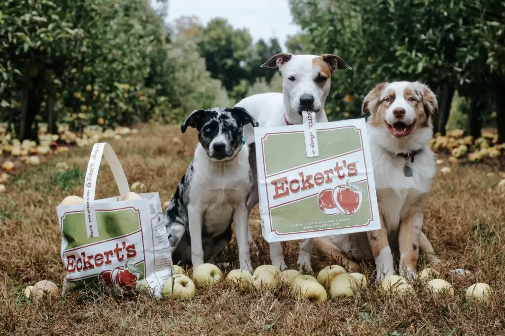Fall Festival weekends at Eckert's Belleville Farm — official source image