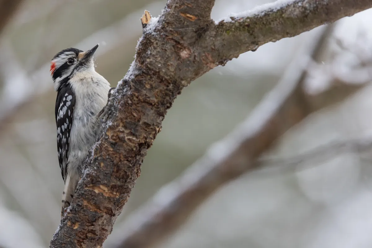 Winter Wonders at North River — official source image