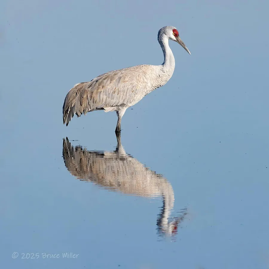 Sandhill Crane Guided Tour — official source image