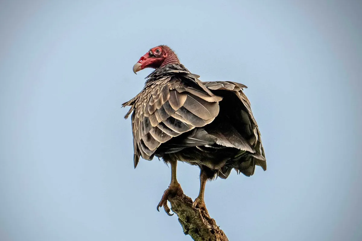 Little Explorers: Vultures — official source image