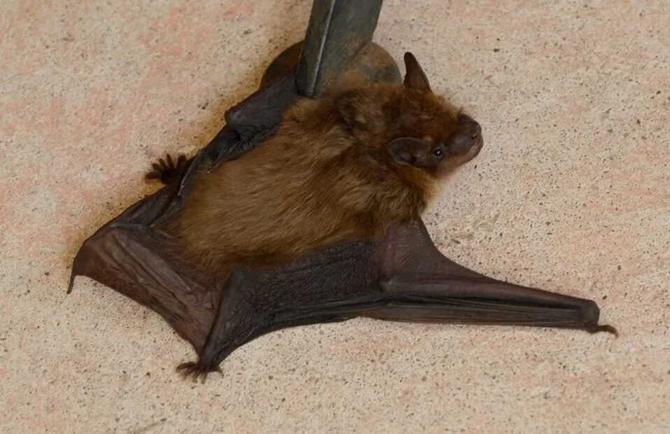 Nature for Toddlers: Bats! — Washington Crossing Historic Park — official source image