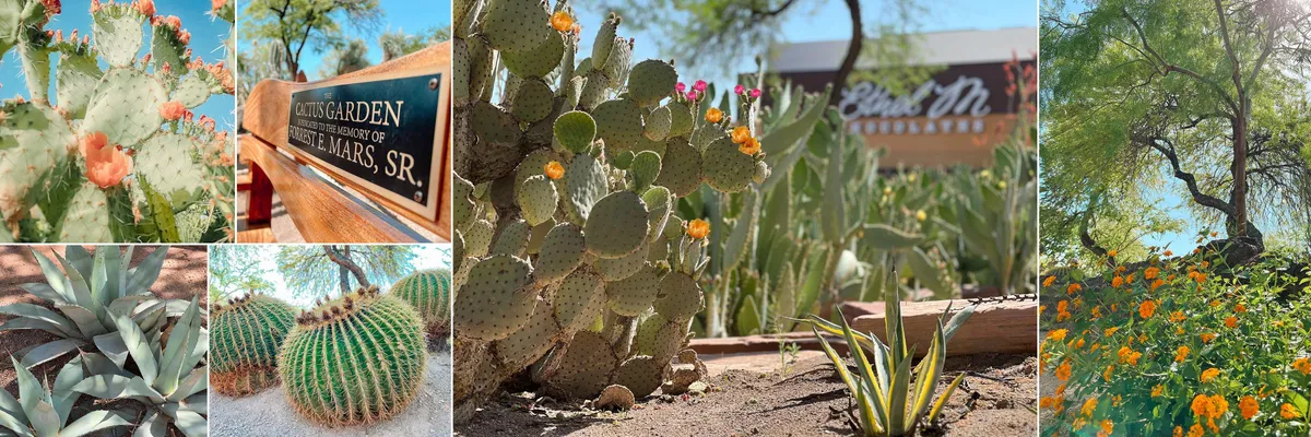 Ethel M Chocolates Botanical Cactus Garden — official source image