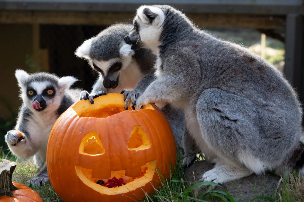 Howloween at the Oregon Zoo — official source image