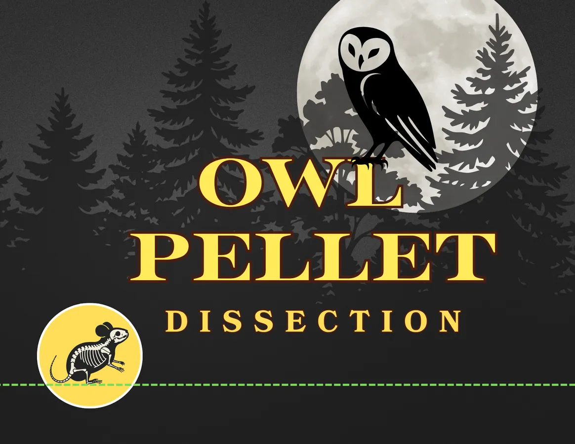 Owl Pellet Dissection — official source image