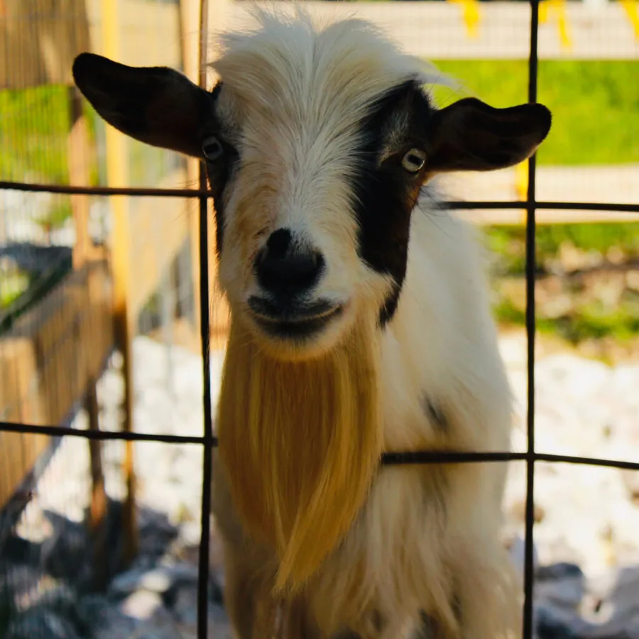 Baugher's Farm petting zoo and pick-your-own pumpkins — official source image