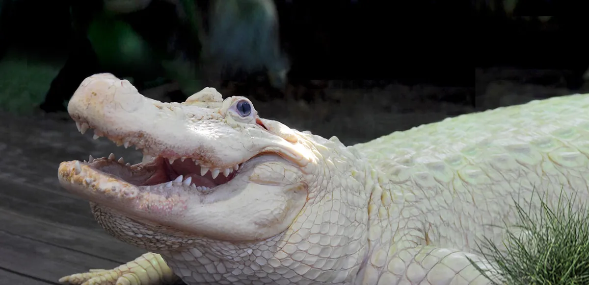 Gatorland — venue image