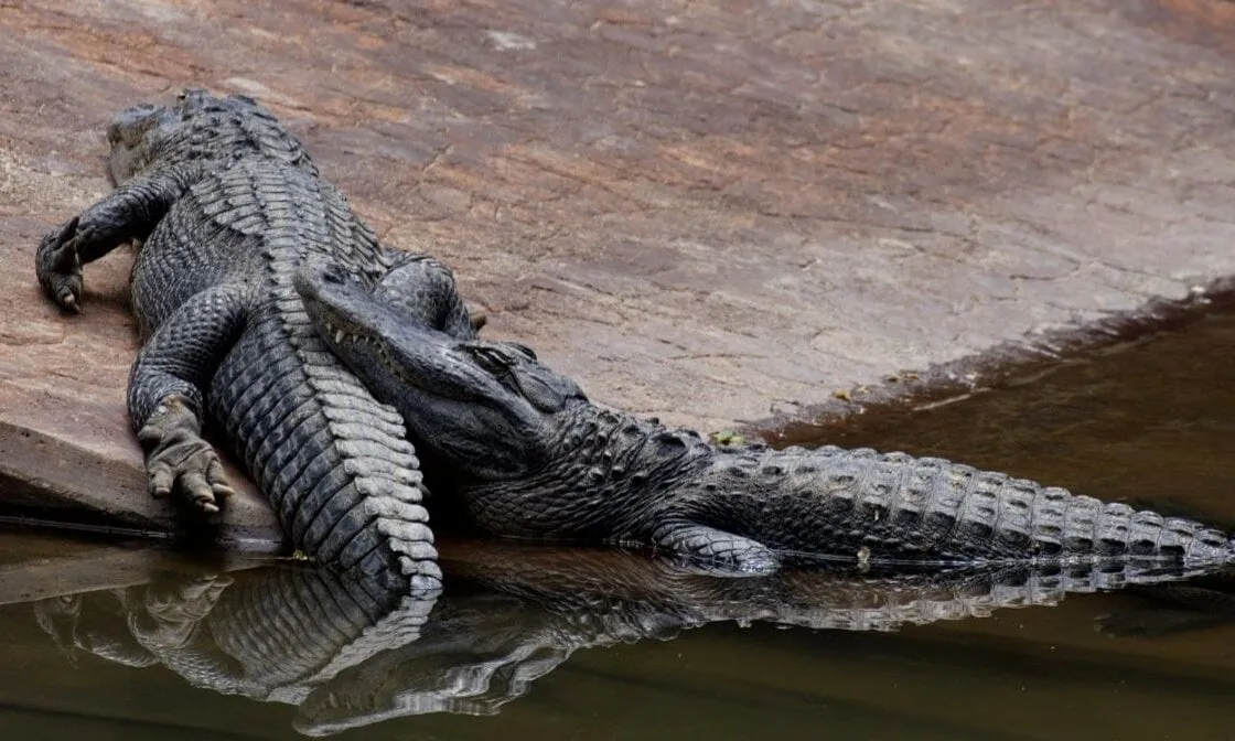 Dinosaur Safari at the Sacramento Zoo — official source image