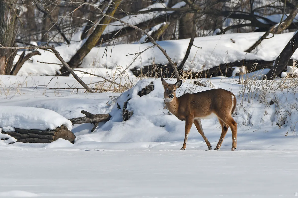 Nature Play Day: Oh, Deer! — official source image