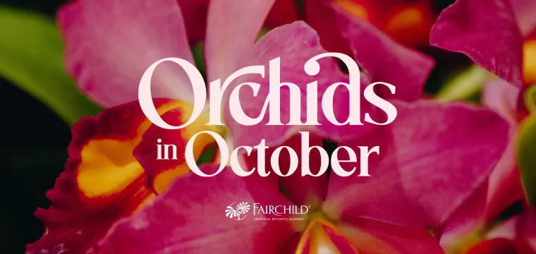 Orchids in October 2026 — official source image