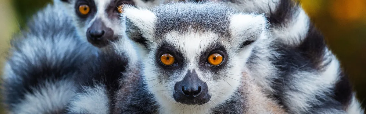 Howl-O-Ween at the Minnesota Zoo — official source image