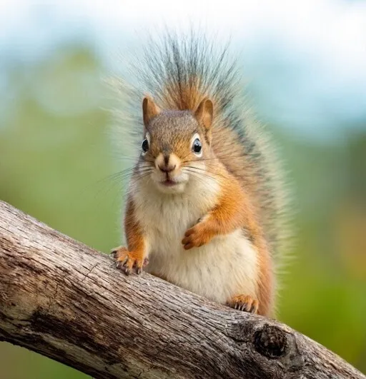 Project Squirrel Community Science at Jennings Environmental Education Center — official source image