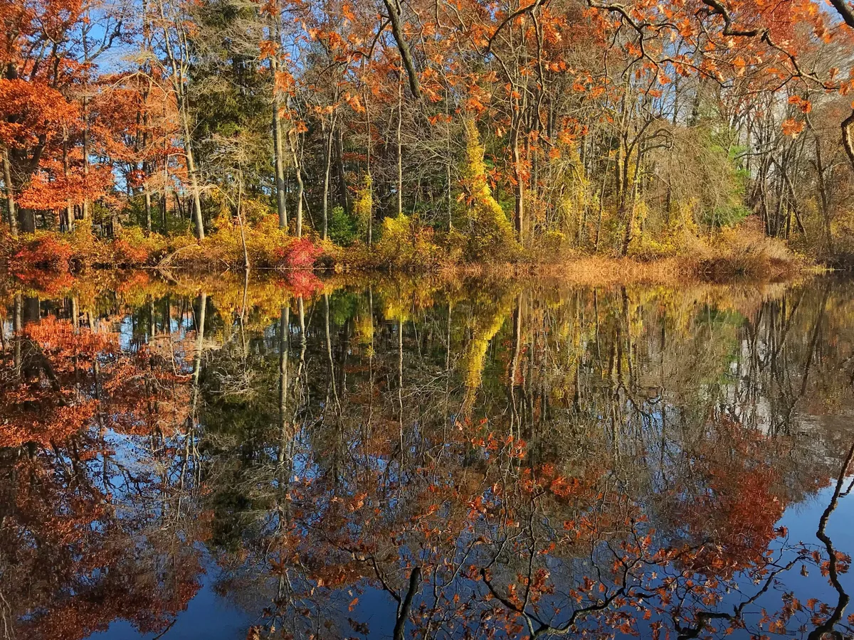 Creatures of the Night Hike in Whitney and Thayer Woods — venue image