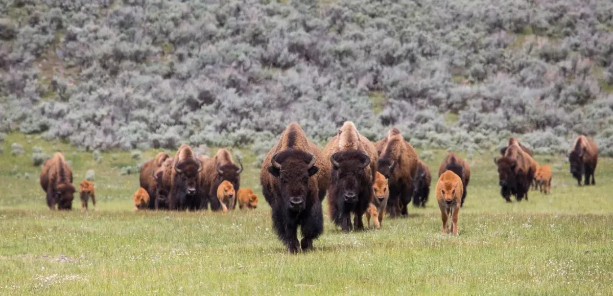 Play Date: Animal Spotlight — Bison — official source image
