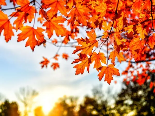 Colors of Fall — Leaf Science — official source image