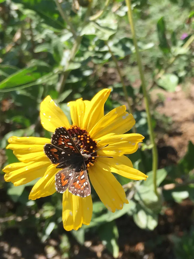 Nature Storytime: Native Plants and Animals (Library of the Canyons) — official source image