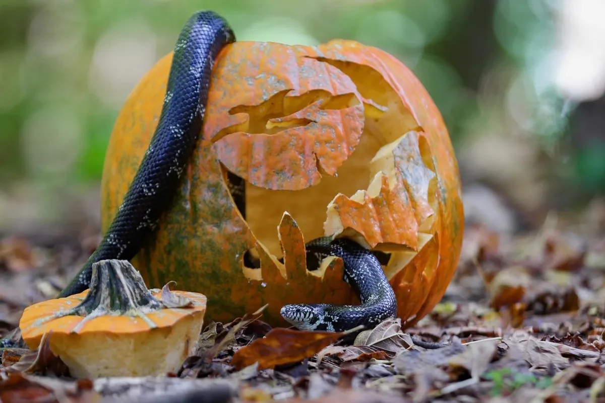 Spooky Serpents at Potomac Overlook — official source image