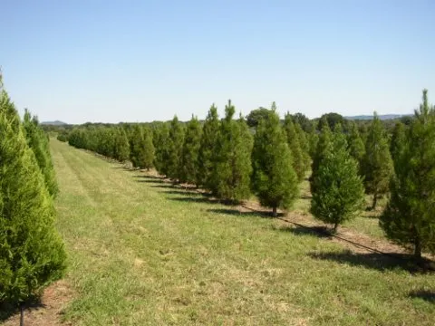 Pipe Creek Christmas Tree Farm (choose & cut) — official source image
