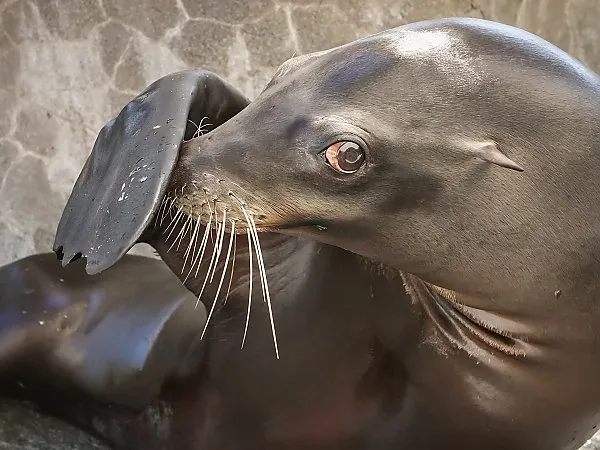 Veterans Day at the Aquarium of the Pacific — official source image