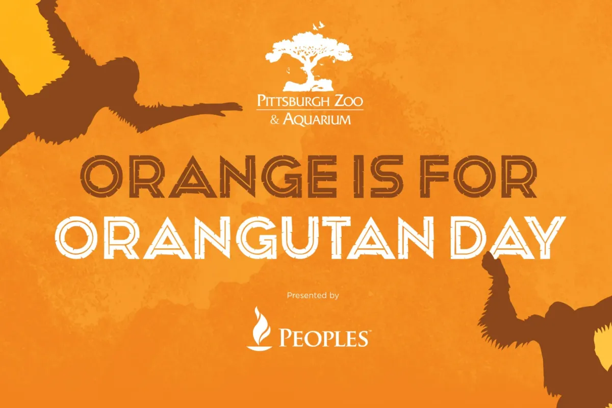 Orange is for Orangutan Day at the Pittsburgh Zoo — official source image