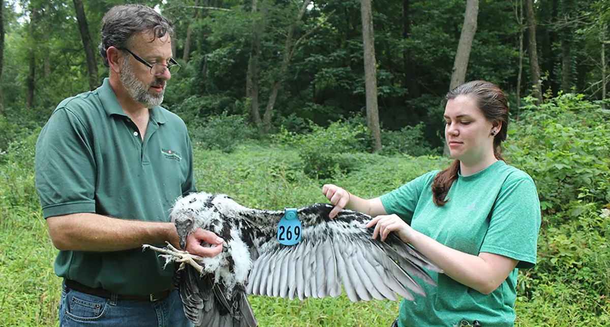 Second Chance to Soar: The Story of the Bald Eagle at Meadowcroft — official source image