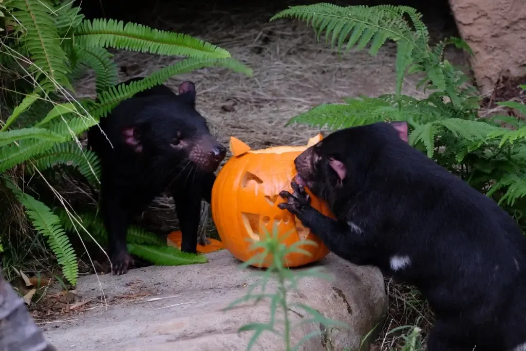 Boo at the L.A. Zoo — official source image