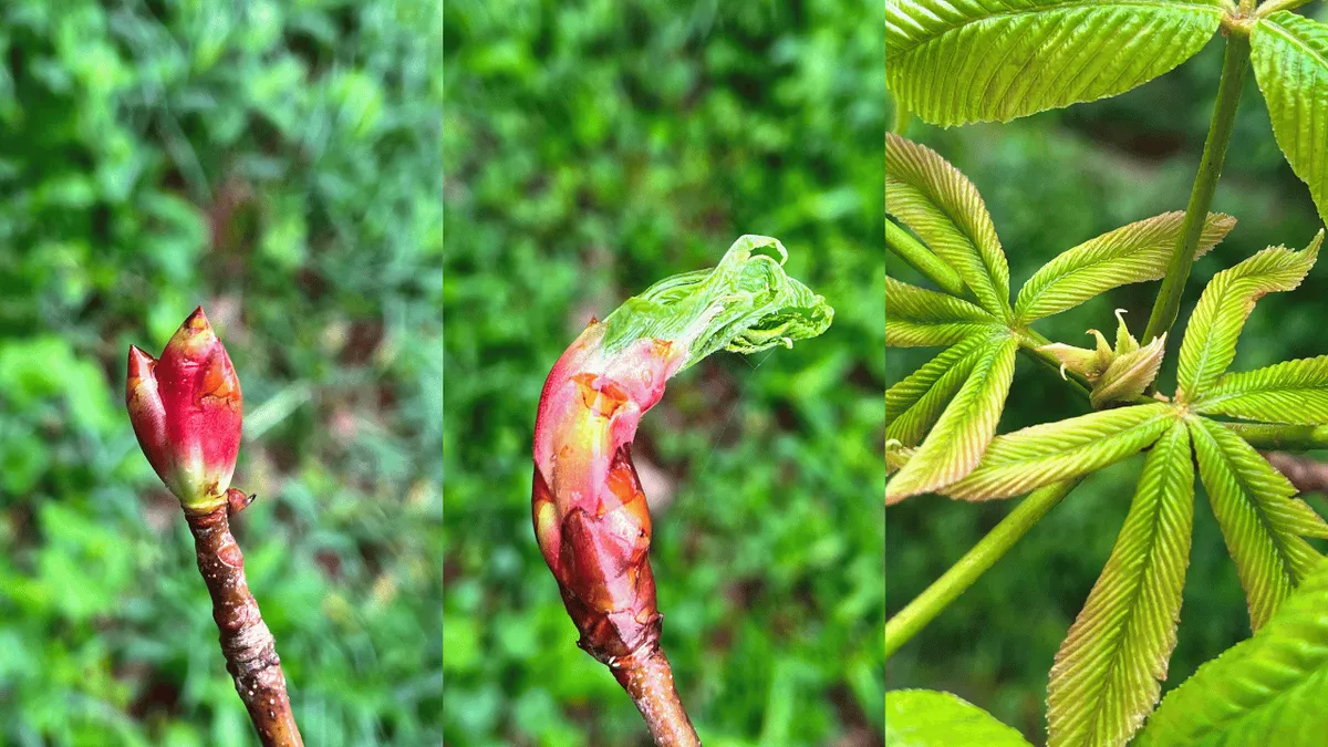 Fourth Saturday Phenology Walk — October — official source image