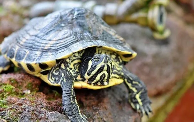Creekside Critters Animal Programs — Del Mar Library — official source image
