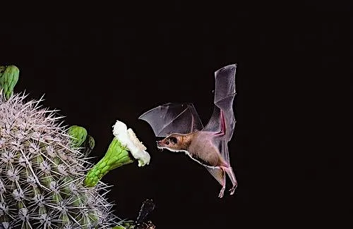 The Amazing World of Bats Lecture — official source image