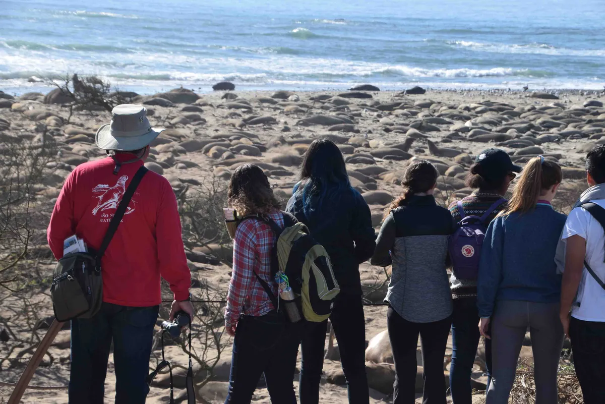 Año Nuevo State Park: guided elephant seal walks (Dec–Mar season) — program image