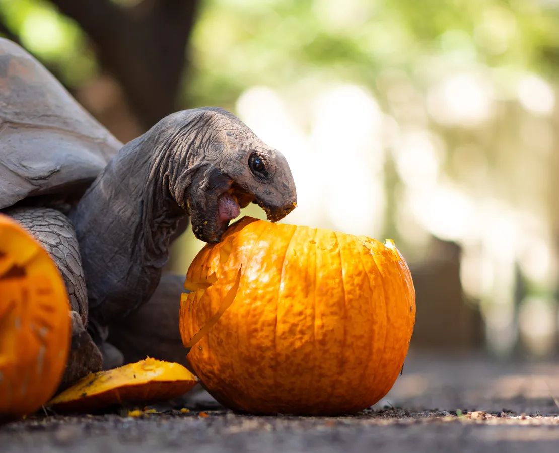 Boo at the Zoo 2026 — Fort Worth — official source image