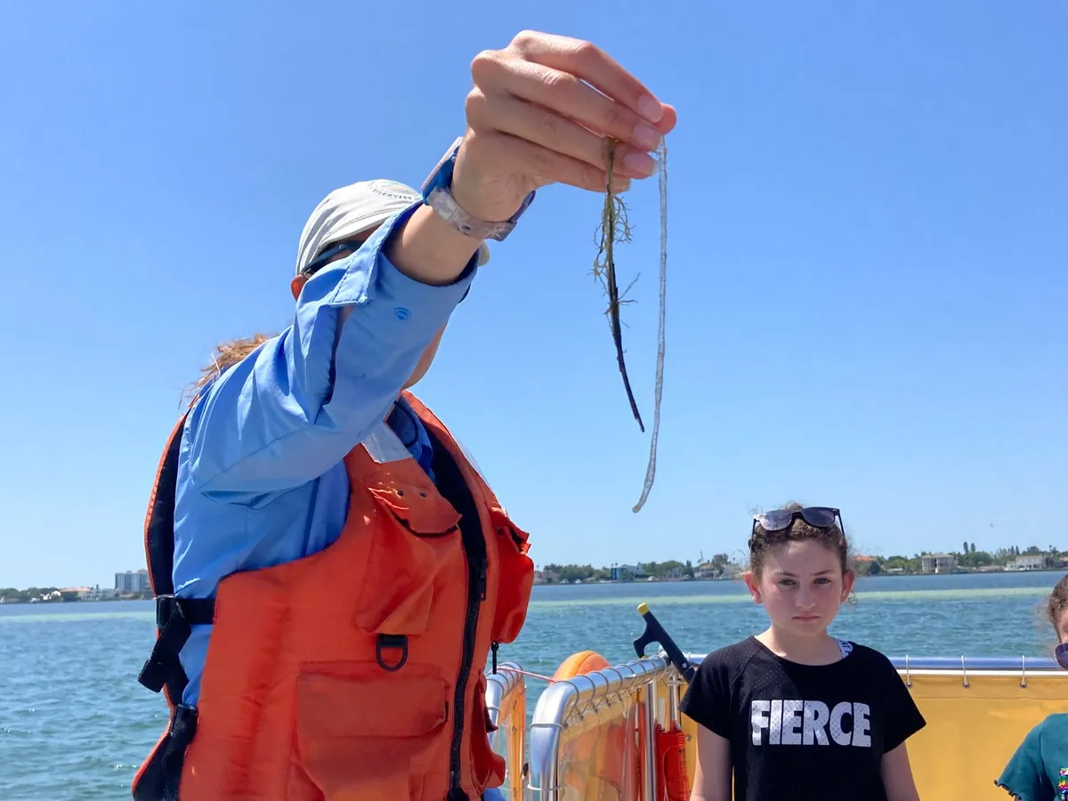 Tampa Bay Watch Wildlife Boat Tour (St. Pete Pier) — program image