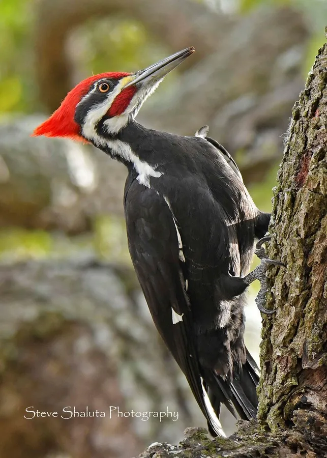 Homeschool Series (Ages 6-8): Food Webs at Oakland Nature Preserve — venue image
