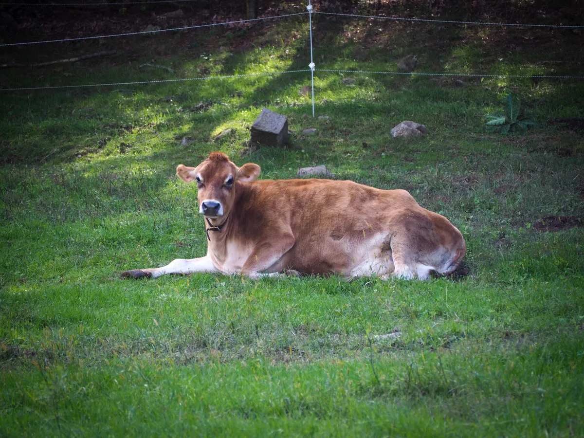 Milk & Cookies at Drumlin Farm — official source image