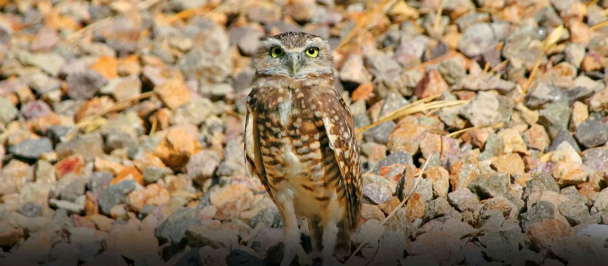 Conservation for Kids at Springs Preserve — program image